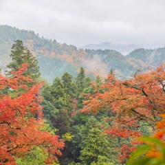 電車＆車で行く関西圏の紅葉が奇麗な穴場スポット17選｜車中泊旅でのおすすめもご紹介