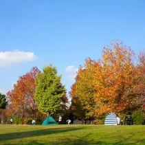 紅葉が綺麗な全国キャンプ場9選！秋キャンプの魅力やおすすめの道具も紹介